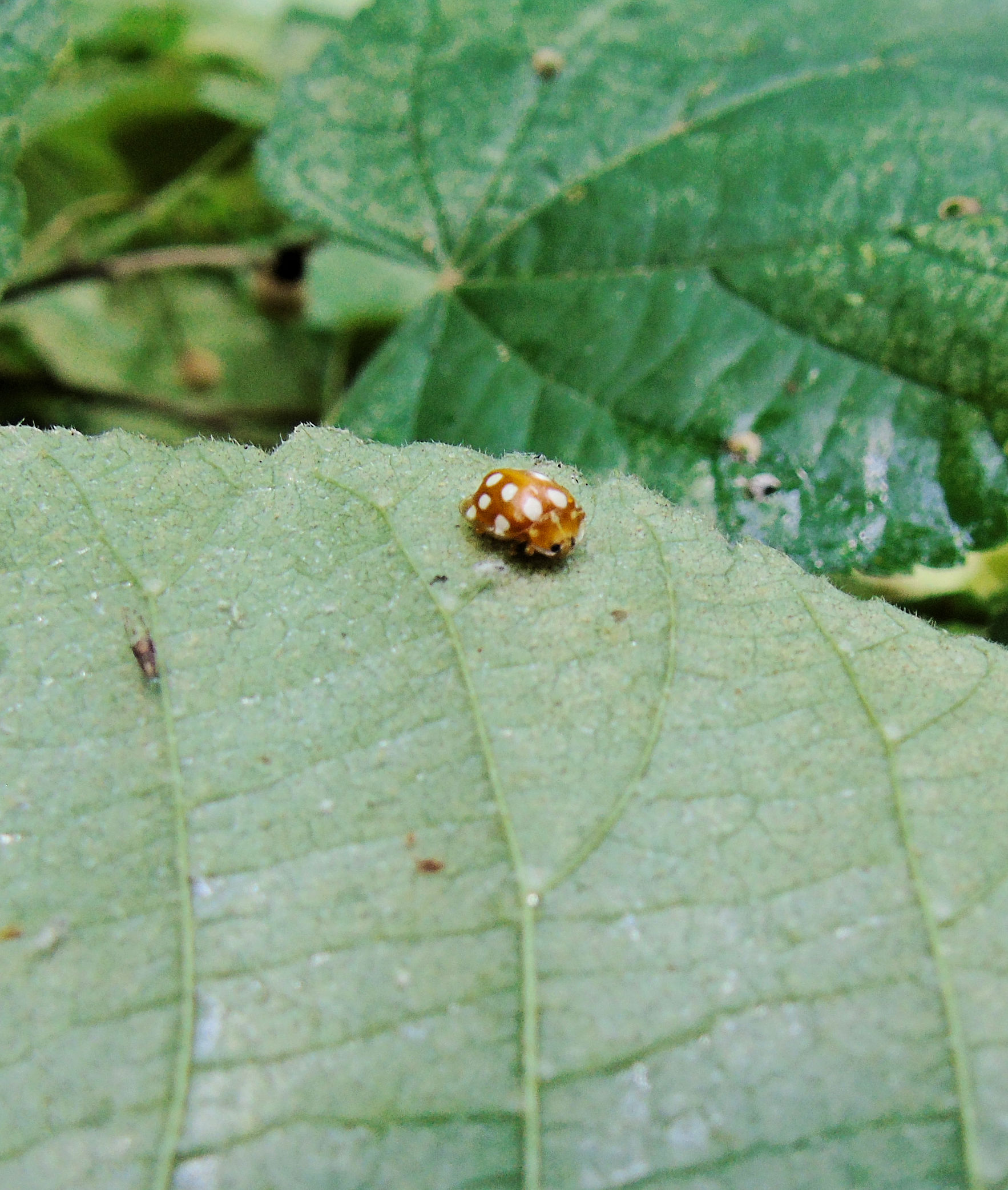 Halyzia sedecimguttata la grande coccinelle ou la coccinelle